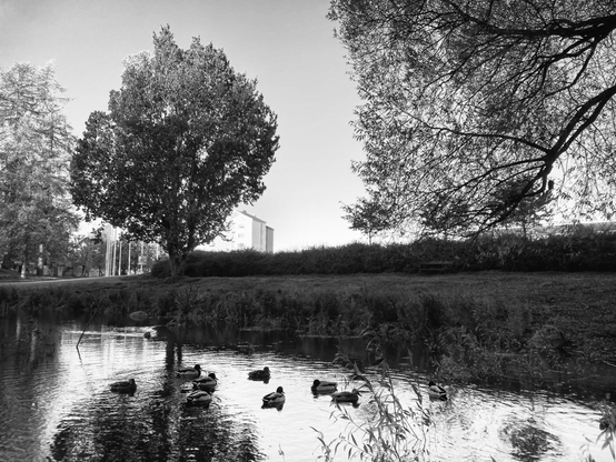 Ducks at a pond in Urheilupuisto (”Sports Park”), Turku, Finland. It’s a clear autumn morning. 50s apartment buildings can be seen behind the pond and behind the stadium area. There are a couple of leafy trees by the pond, they haven’t shed their leaves yet.