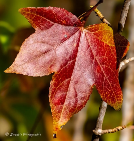 "A single sweetgum leaf clings to a slender branch, its five-pointed form ablaze with the hues of seasonal transformation. The leaf glows in rich shades of red, orange, and golden yellow, each lobe edged with subtle gradients that suggest both fire and fading. Its veins form a delicate lattice across the surface—like ceremonial pathways etched by time—visible and intricate, guiding the eye from stem to tip. The leaf’s texture is slightly crisp, as if it has begun its quiet surrender to the coming cold. Behind it, the background blurs into soft greens and browns, a gentle bokeh that frames the leaf without distraction. The light is tender, highlighting the leaf’s edges and casting a faint shadow beneath. It hangs alone, yet sovereign—an emblem of autumn’s quiet authority. In the bottom left corner, the image bears the watermark “© Swede’s Photographs,” a subtle seal of authorship on this seasonal dispatch." - Microsoft Copilot