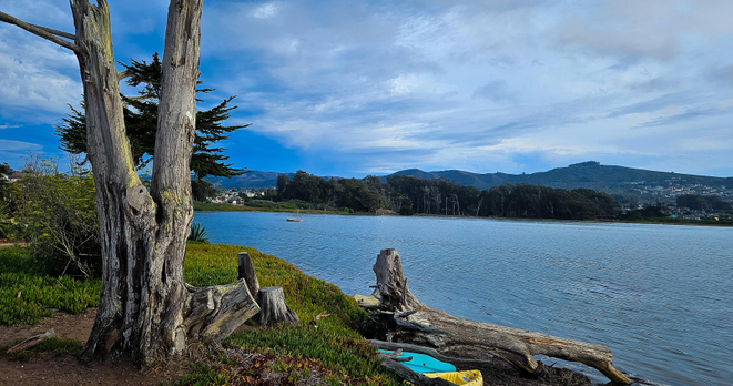  A wide, horizontal landscape photograph depicts a body of water with land on either side and mountains in the distance under a blue, cloudy sky. The foreground features a grassy slope leading down to the water’s edge, with several weathered tree stumps and a large log partially submerged in the water. The water is a deep blue color, reflecting the sky, and appears calm. A few trees dot the shoreline and the hillsides in the mid-ground, and buildings can be seen nestled among the trees on the distant hills. The sky is bright blue with wispy clouds scattered throughout, adding texture and depth to the scene.