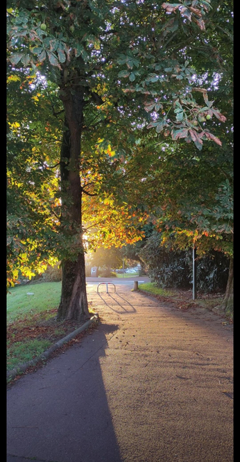 Chemin bordé d’un grand marronnier, baigné par une lumière dorée de fin d’après-midi. Les feuilles se teintent d’orangé et la lumière du soleil perce entre les branches, dessinant de longues ombres sur le sol