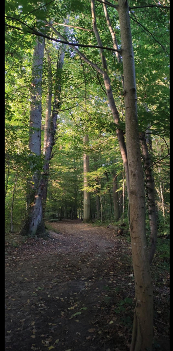 Sentier forestier sinueux entouré de hêtres et de bouleaux, feuillage dense et vert tendre traversé par des rayons discrets