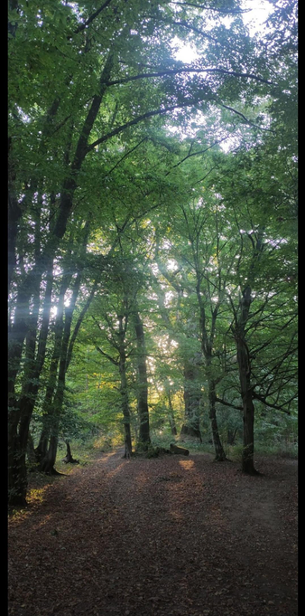 Sous-bois baigné de lumière, les troncs se découpent en clair-obscur. La lumière du soleil filtre à travers les feuilles et caresse le tapis brun de la forêt