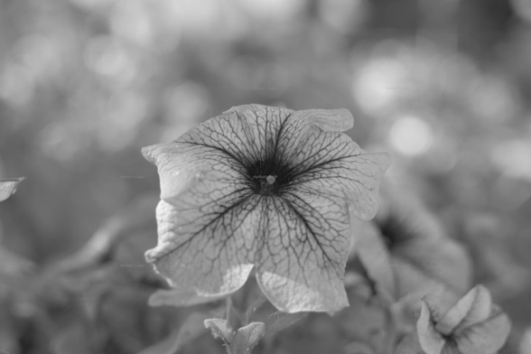 Flower, closeup, black and white, photo