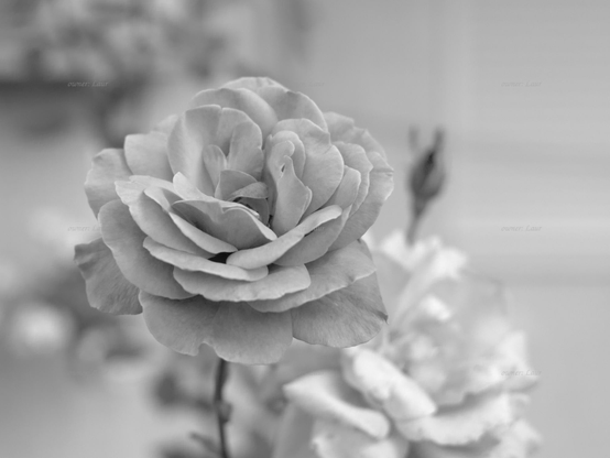 Rose, closeup, black and white, photo