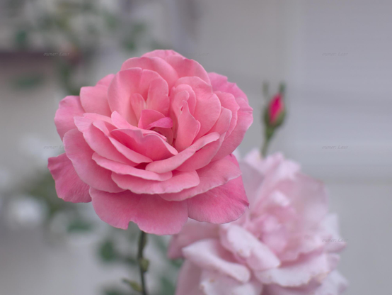 Rose, closeup, color, photo