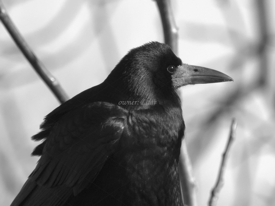 Bird, closeup, black and white, photo