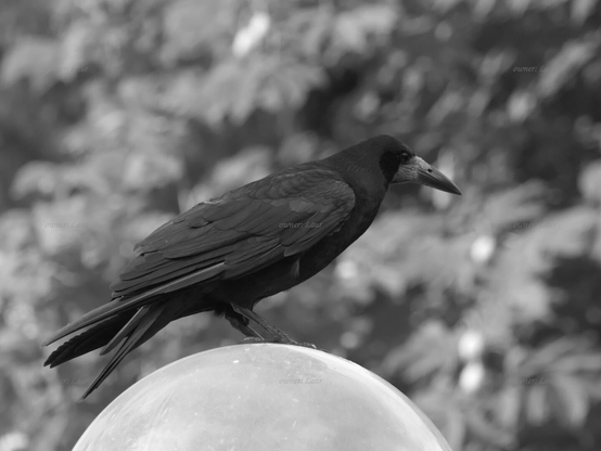 Bird, closeup, black and white, photo