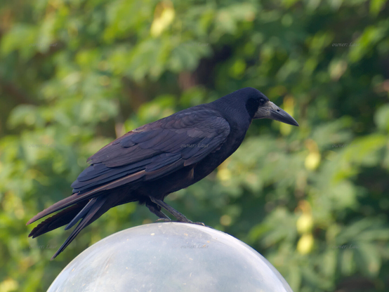Bird, closeup, color, photo
