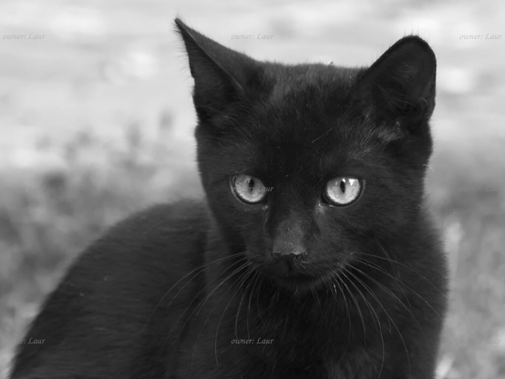 Cat, closeup, black and white, photo