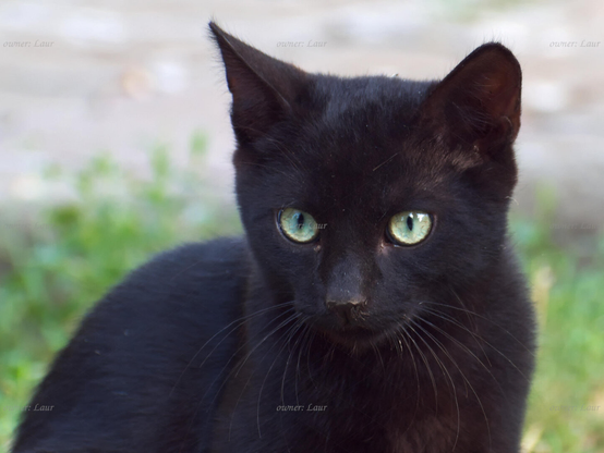 Cat, closeup, color, photo