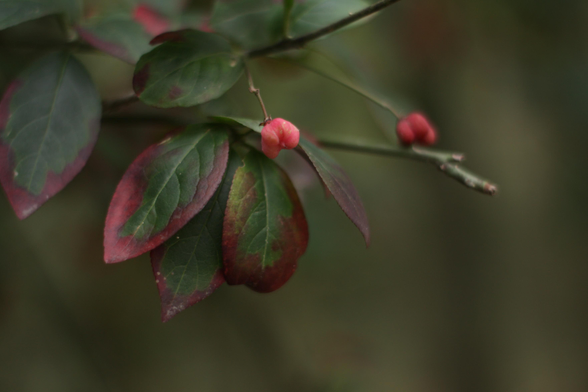 Foglie che cambiano colore d'autunno.