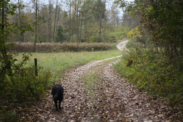 Camilla, il mio cane, che passeggia su una strada di campagna con foglie a terra.