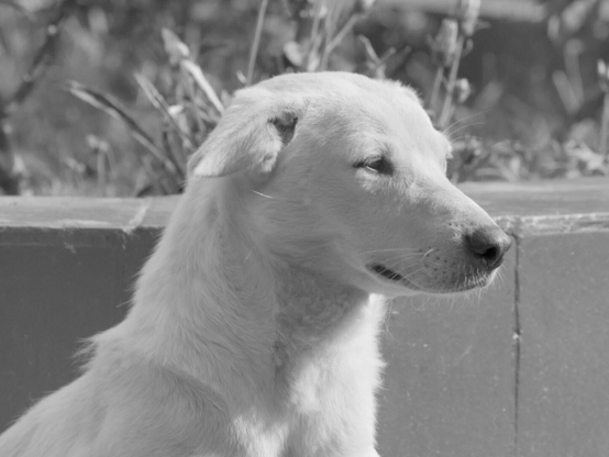 Dog, closeup, black and white, photo