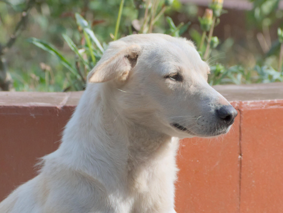 Dog, closeup, color, photo