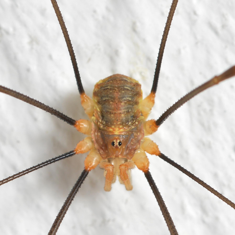 A photo of a harvestman on a white wall.