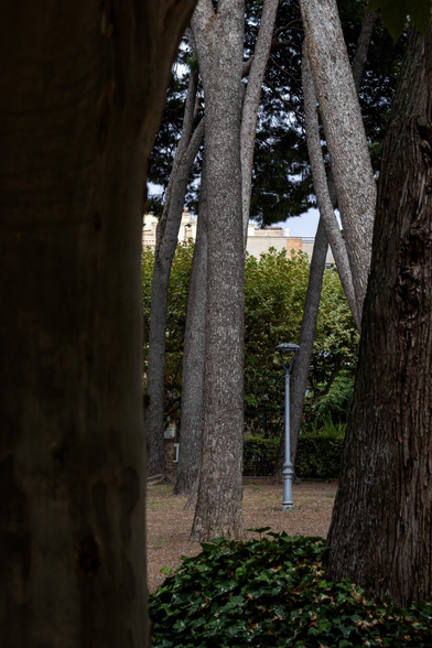 Español: vista de un parque con altos tilos y una farola entre los troncos. Al fondo se ven árboles con hojas verdes y parte de un edificio.

English: view of a park with tall linden trees and a lamppost between the trunks. In the background, there are green-leaved trees and part of a building.
