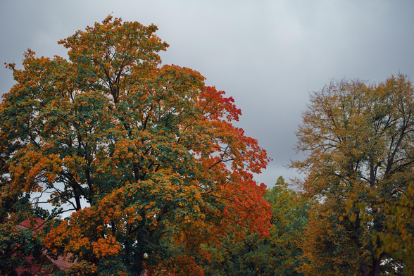 The image shows a scene of trees during the transition to fall. The largest tree in the foreground displays a mix of green, orange, and red leaves, showing the gradual change in color that marks early autumn. Another tree to the right has more muted yellow and brown tones, with some thinning branches. The sky is overcast, casting soft, even light across the scene. In the lower left, part of a red-tiled roof can be seen, suggesting nearby buildings. The overall atmosphere is calm and natural, capturing the quiet shift of the season.