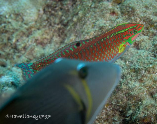 An orange fish is photobombed by a gray fish at an underwater reef. The orange fish is marked with spots and irregular lines that are neon green. The gray fish has two faint yellow scythes over its gills.