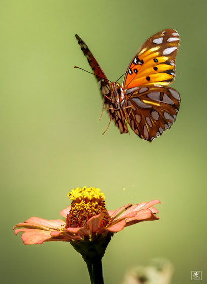 Color photo of an orange butterfly in the air above a pale pink zinnia flower. 