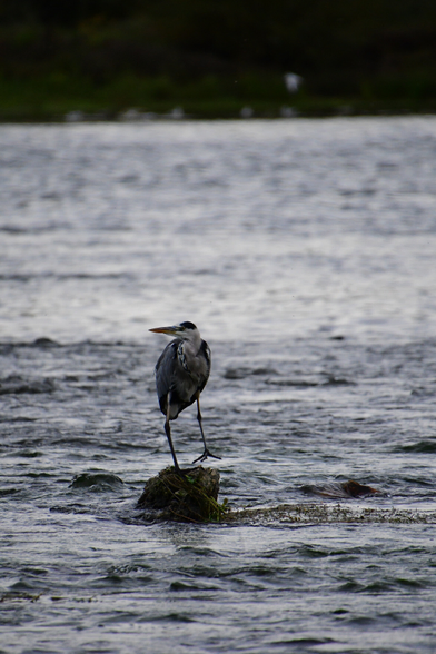 Un héron perché au milieu de la loire