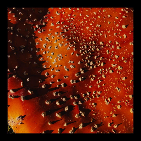 Oberseite eines Fliegenpilzes