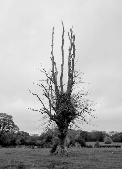 A black and white photo of a single tree in a field. It has no leaves. There's a swelling halfway up the trunk with thin twisting branches sticking out. It looks creepy.