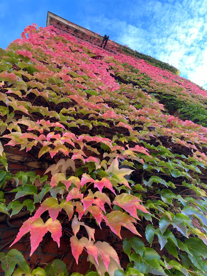 The facade of a house completely covered in wild vines. The colours of the leaves vary from dark green to bright red.
At the top of the photo there‘s the roof of the house against a bright blue sky with some white clouds in the top right corner.