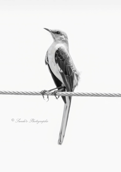 "A single Northern Mockingbird perches on a slender metal wire, its body angled in perfect side profile, facing left. The photograph is rendered in black and white, stripping away color to reveal the stark beauty of form and contrast. The bird’s slender frame and long tail are unmistakable, its feathers etched in fine grayscale detail. Its beak is slightly open, as if mid-thought or mid-song, and its eye gleams with quiet alertness. The background is a pure, uninterrupted white—no clouds, no branches, no distractions—creating a high-contrast canvas that elevates the mockingbird to mythic prominence. The wire runs horizontally across the lower third of the image, grounding the composition while emphasizing the bird’s solitary stance. It feels like a moment of stillness, a dispatch from the Ministry of Perched Witnesses, where observation becomes ceremony and silence becomes song." - Microsoft Copilot