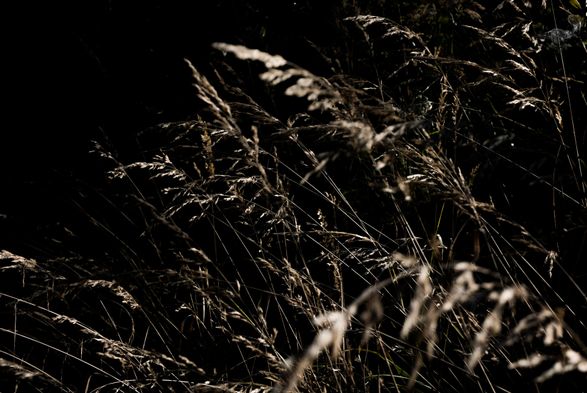 black background. Timothy grass coming from the right lower corner, it's occupying most of the photo with a light brown color. 