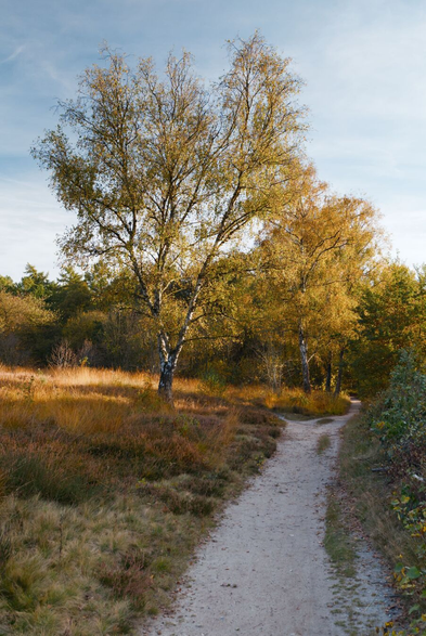 DE: Das Bild zeigt einen Waldweg im Herbst. Der Weg ist sandig und schlängelt sich zwischen Bäumen hindurch. Die Birken auf der linken Seite des Weges haben viele gelbe und braune Blätter. Der Himmel ist blau mit ein paar Wolken. 

EN: The picture shows a forest path in autumn. The path is sandy and winds its way between trees. The birch trees on the left side of the path have many yellow and brown leaves. The sky is blue with a few clouds.