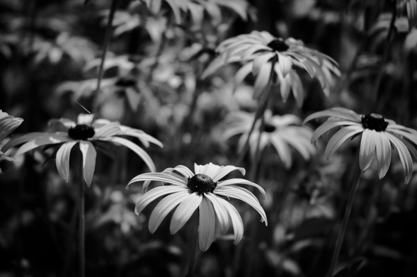 Black and white photo of Rudbeckia flowers with wide petals slightly leaning towards the left