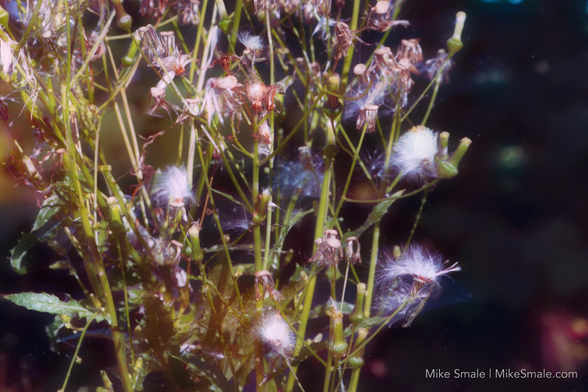 Delicate wildflowers with fluffy seed heads are shown in a dreamy, softly lit composition. The stems and petals have begun to wilt and the background is dark to illuminate the flowers.