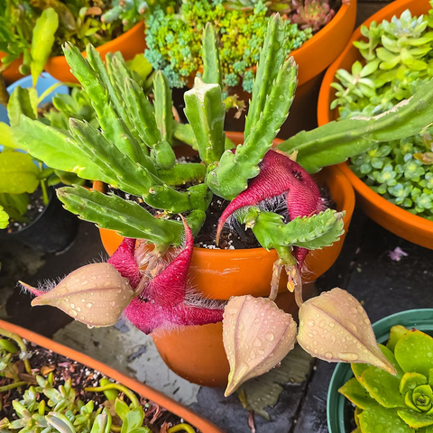 Photo of a 7-inch terracotta pot containing blooming carrion flowers covered in raindrops during a bright, cloudy morning. The wet Stapelia grandiflora "Carrion Plant" has a dozen or so vibrant green stems bearing five flower buds across them. Two of the buds have opened into 4-inch, reddish-purplish, star-shaped flowers covered in fine hairs, while the other three look about to bloom. The pot sits on a damp wooden table, surrounded by other potted succulents and cacti.