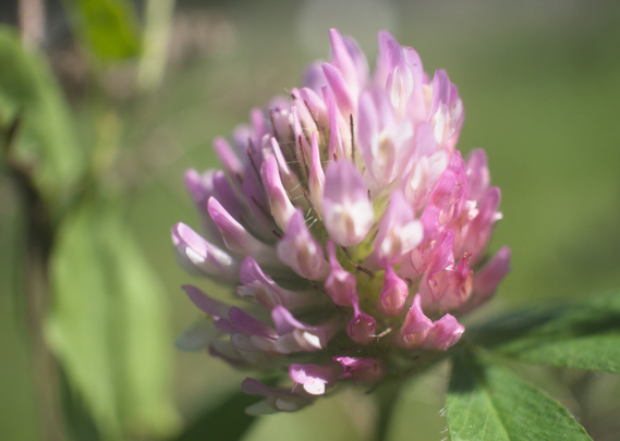 Macro of clover in clokour