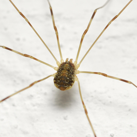 A photo of a harvestman on a white wall.