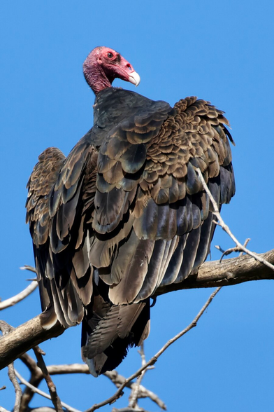 a huge bird with brown-black feathers fluffed out like formalwear and a featherless red head.