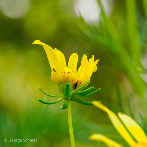 Close up of a bright yellow flower, seen from the side, on a green stalk, against a swirling out of focus background of green foliage.