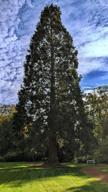 Ein sehr hoher Baum in einem Park.