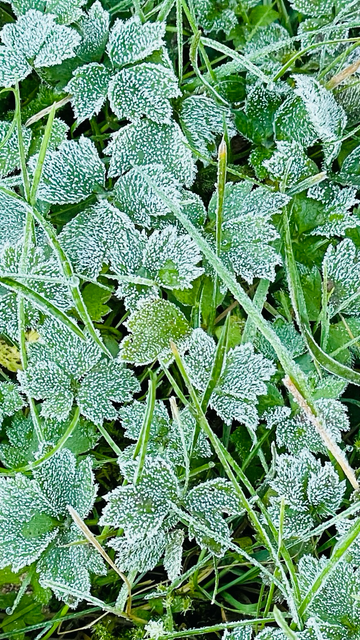 Der erste Frost vom Samstag auf den Blättern im Rasen im Bild festgehalten.
