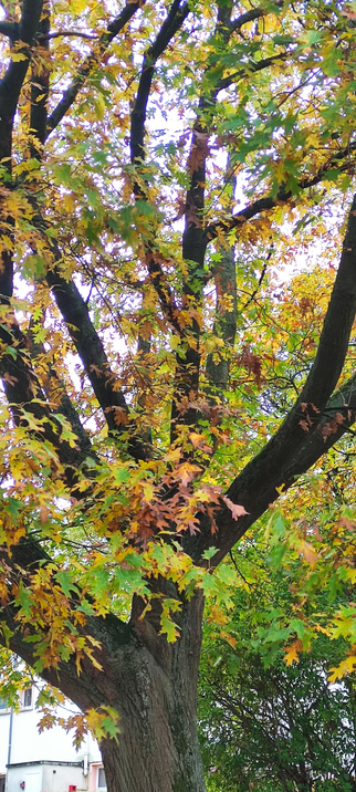 Gros plan sur un grand arbre aux branches épaisses, couvert de feuilles vertes, jaunes et orangées. La lumière douce fait ressortir les nuances d’automne tandis qu’une façade claire d’immeuble apparaît discrètement en arrière-plan, rappelant la frontière entre nature et ville 🦊🍂