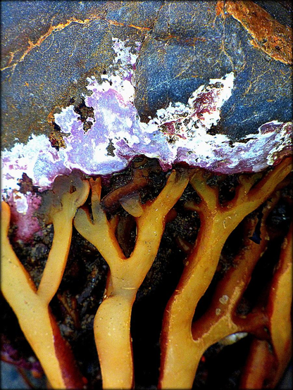 A colour photograph showing a close-up of seaweed roots attached to a rock at low tide. The golden root stems contrast with the bluish grey of the stone which has pearlescent markings at its edge.