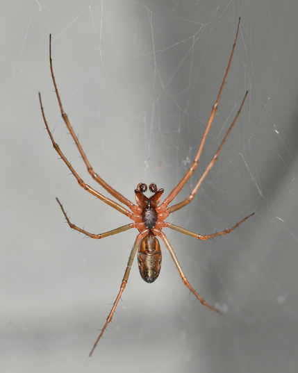 A photo of the underside of a sheetweb spider hanging in a web.