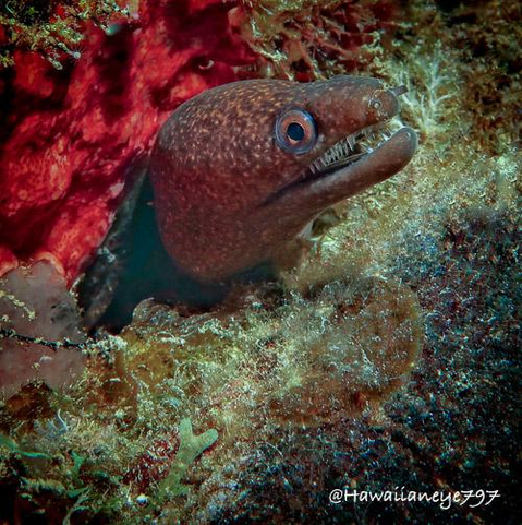 A brown eel peers from a crevice at an ocean reef. The eel is mottled brown and its teeth are uniform and needle-like. Above and behind its head is a red sponge.
