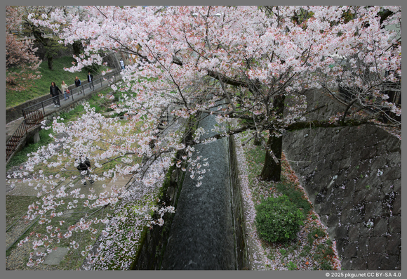 A Sakura in Keage incline, Kyoto, Japan.