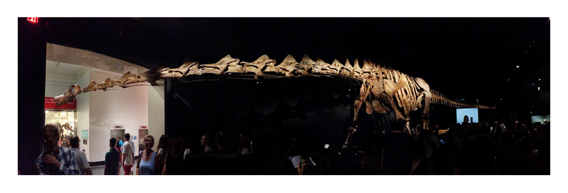 Panorama photo of a dinosaur skeleton illuminated by spotlights in a darkened museum gallery. Its extremely long neck stretches across the image to the doorway at left, with the skull poking out into the corridor beyond. People mill around in the shadows at bottom frame, dwarfed by the size of the fossil.