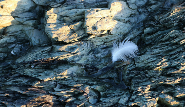A macro photograph of a small white gull feather resting on a highly stratified, steel-blue grey rock. The feather is in the shade, but the sun's slanting rays illuminate other parts of the rock, adding warmth to the image.

Photographie macro d'une petite plume blanche de goéland déposée sur un rocher gris bleu acier très stratifié. La plume est à l'ombre mais les rayons obliques du soleil éclairent d'autres parties du rocher, en redonnant une certaine chaleur à l'image.