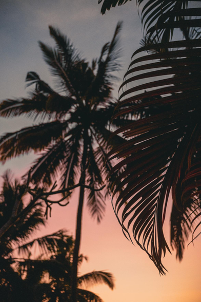 The depiction of palm trees at sunrise.