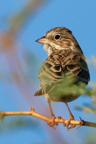 Perched on a thin horizontal twig is a medium-sized bird with light brown upper-parts and light under-parts, both with darker streaking. There are three features that are unique to the vesper sparrow. The first is the presence of a small, white ring surrounding the eyes. The second is the flash of white tail feathers seen during flight. The third is the presence of a chestnut patch on the shoulder.