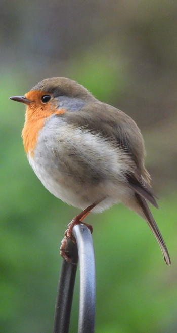 Ich bin mir sehr sicher, dass mein Rotkehlchen mir mir kommuniziert! Es verlangt zum Beispiel nach Futter und verfolgt mich dafür vom Auto zur Wohnung. 😊