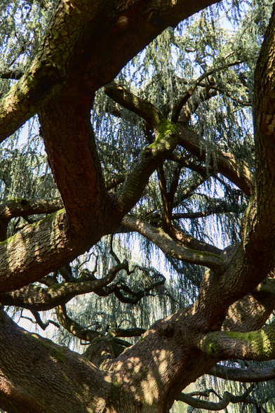 A portrait format photo of a weeping willow tree taken upward under its abondant leaves, pieces of sky piercing through